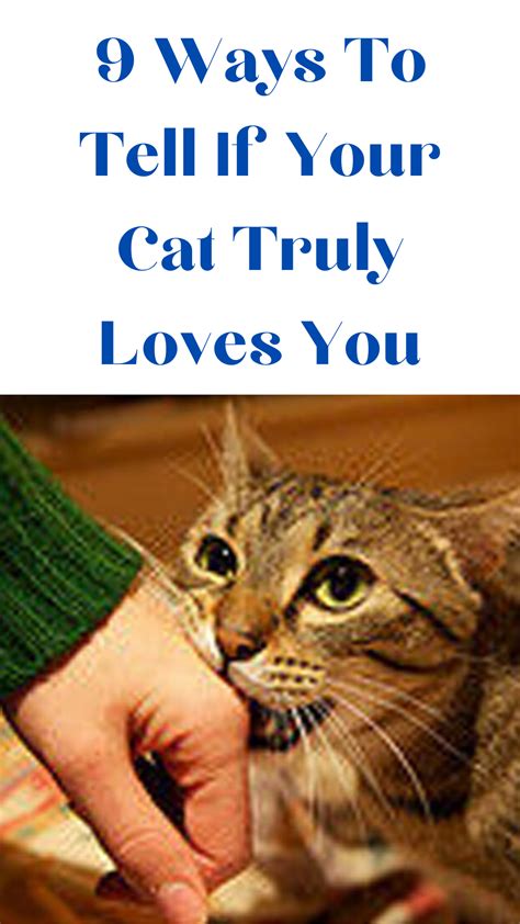 9 Ways To Tell If Your Cat Truly Loves You In 2020 Cat Lover Quote