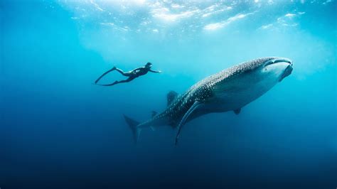 Where Is The Best Place To Swim With Whale Sharks Jacada Travel