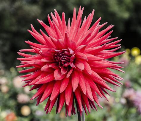 Free Images Bokeh Flower Petal Red Botany Garden Pink Flora