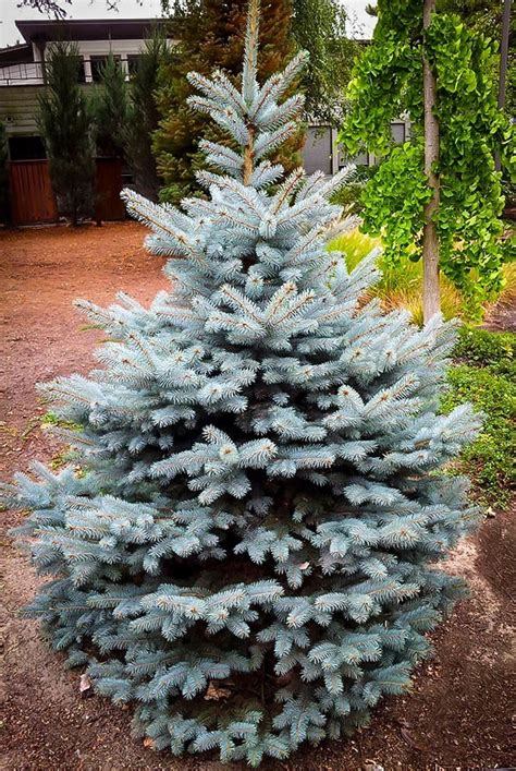 Baby Blue Spruce The Tree Center