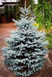 Buy Baby Blue Spruce For Sale | The Tree Center™