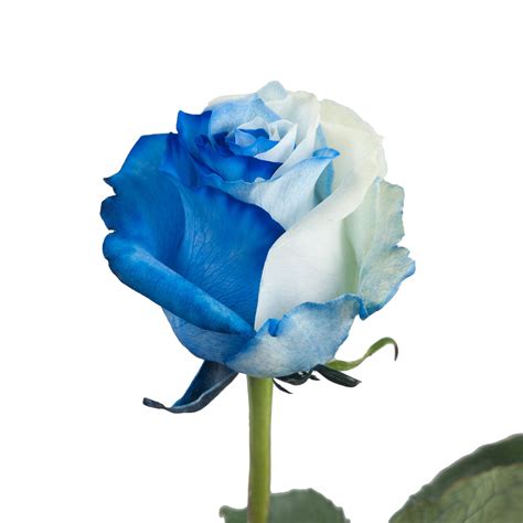 Blue And White Tinted Roses Beautiful Rose Flowers Love Rose Flower