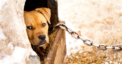 The Criminal Underground World Of Dogfighting Aspca