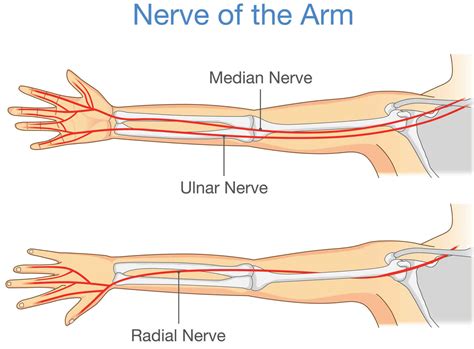 Ulnar Nerve Anatomy Innervation Injury Damage Palsy And Entrapment