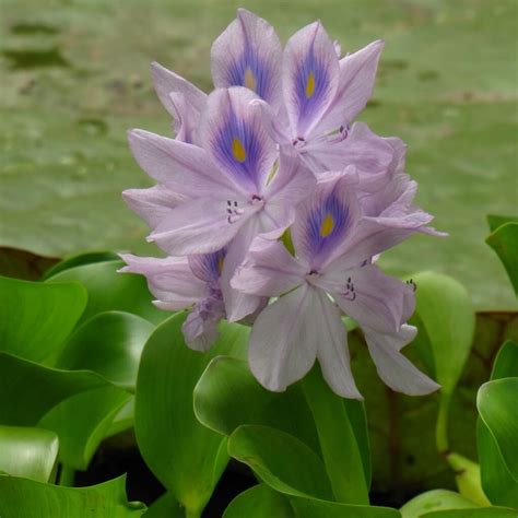 Submerged and Floating Water Plants For Your Pond - Willow Ridge ...