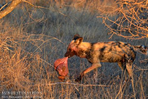 Wild Dogs Hunt Impala In Africa On Foot Camp