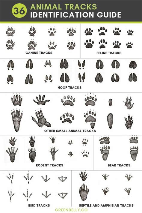 Animal Tracks Identification Guide Coolguides