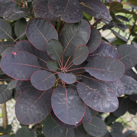 Rhus cotinus, the european smoketree, eurasian smoketree, smoke tree, smoke bush, venetian sumach, or dyer's sumach, is a species of flowering plant in the family anacardiaceae, native to a large area from southern europe. Cotinus coggygria „Royal Purple"