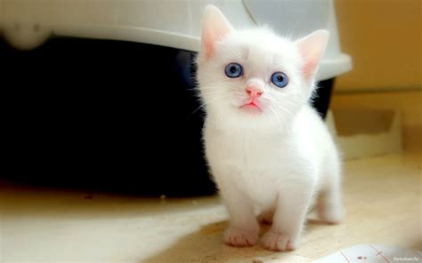 Albino Kitten Beautiful Cats Cute Cats Kittens Cutest