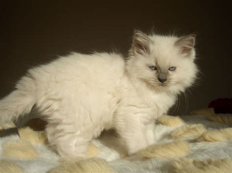 Pedigree Ragdoll Kittens For Sale Market Drayton