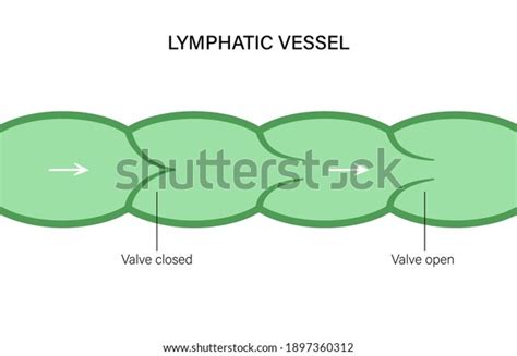 Lymphatic System Vessel And Endothelial Cells Human Lymph Nodes And