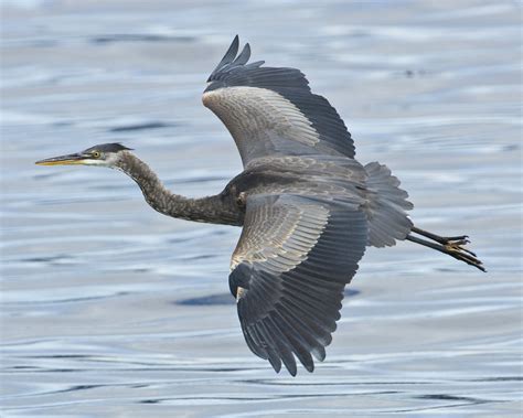 Great Blue Heron In Flight A Photo On Flickriver