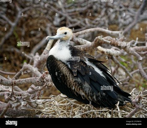 The Galapagos Frigate Bird Or Great Frigate Bird A Baby Or Juvenile On