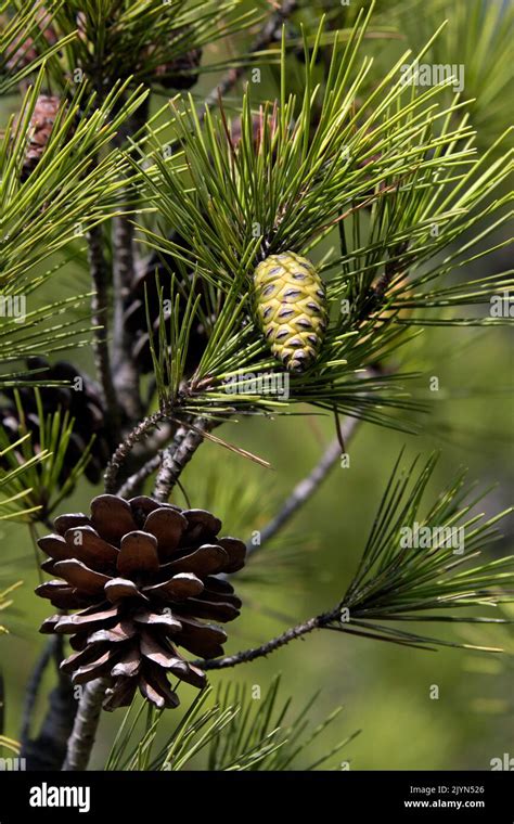 Pin Dalep Pinus Halepensis Cônes île De Gaou Le Brusc Six Fours