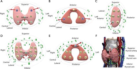 The Association Between Tumors Location And Cervical Lymph Nodes