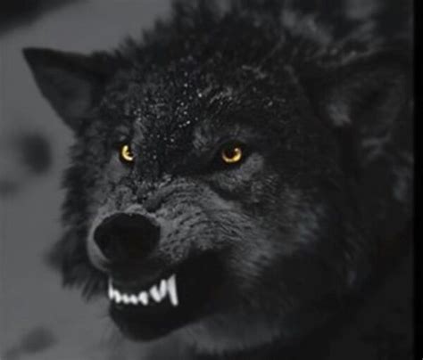 Ummm Scary But Look At Those Eyes Man I Love It Angry Wolf Wolf