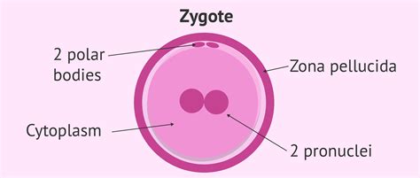 Embryonic Stage Zygote