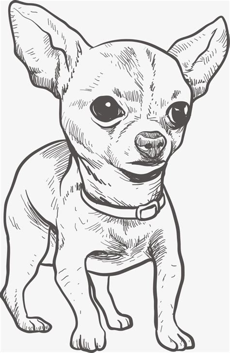 Chihuahua Dog Drawing At Getdrawings Free Download