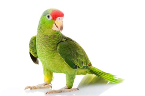 Mexican Redheaded Amazon Parrot Stock Photo Download Image Now Istock