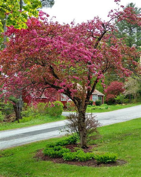 Crabapple Tree In Bloom At End Of My Driveway Crabapple Tree Crab