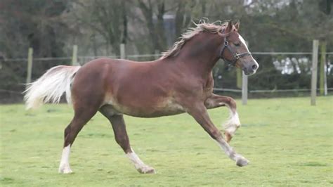 Welsh Cob Horse Facts And Information Breed Profile Ahf