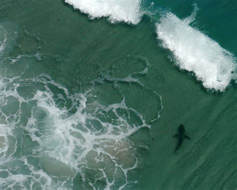 Sharks Popping Up All Around Florida For Summer Beach Season The