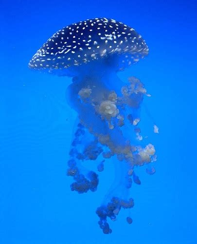 Jellyfish Beautiful Sea Creatures Ocean Creatures Sea Animals