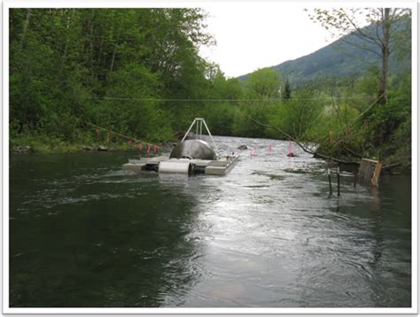 The Fish Files How Many Salmon Live In A River