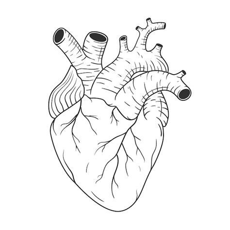 Coração Humano Anatomicamente Correto Mão Desenhada Linha Arte Vetor