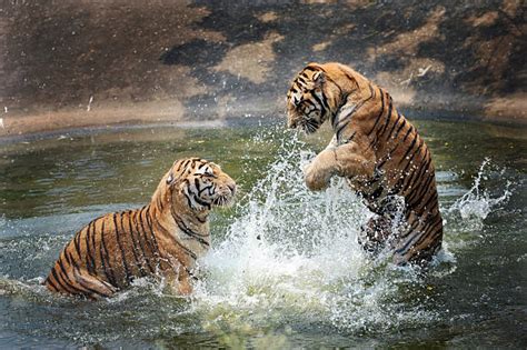 Tiger Jumping Stock Photos Pictures And Royalty Free Images Istock