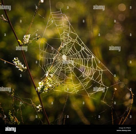 Web In Morning Dew Stock Photo Alamy