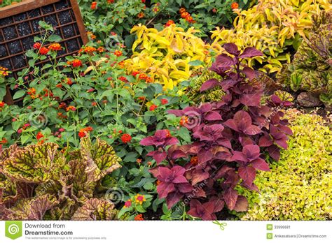 Colorful Variety Of Plants In A Garden Stock Image Image