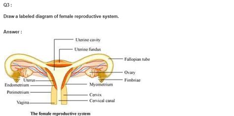 Ncert Solutions Class 12 Biology Chapter 3 Human Reproduction