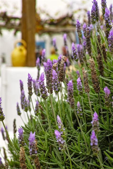 Lavender Aromatic Flowers Cultivation Of Lavender Plant Used As Stock