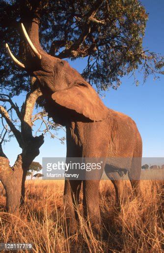 African Elephant Reaching Up To Feed On Upper Branches Of Tree
