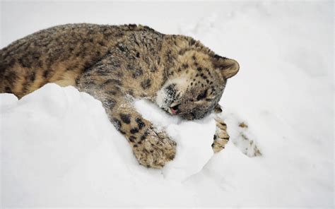 Sammlung von felix homann • zuletzt aktualisiert: Winterbilder Tiere Als Hintergrundbild / 37 Winter Hintergrundbilder Tiere Besten Bilder Von ...