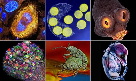 Nikon Reveals Winners Of Its Microscopic Image Contest Daily Mail Online