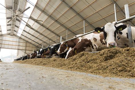 Improve Dairy Cow Efficiency 5 Silage Management Practices Dairy Global
