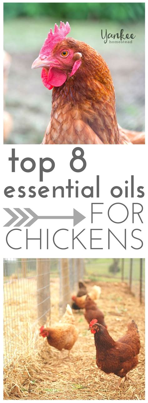 Top 8 Essential Oils For Chickens Urban Chicken Farming Chickens Backyard Raising Chickens