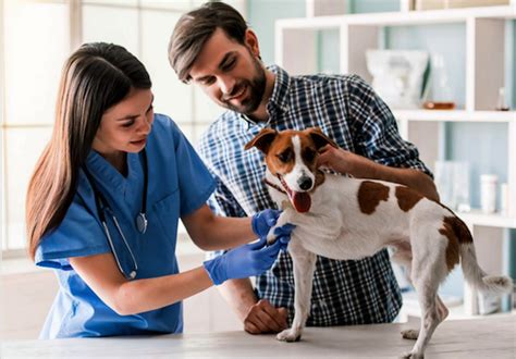 5 Benefits Of Visiting An Animal Hospital In Pensacola New York Dog Nanny