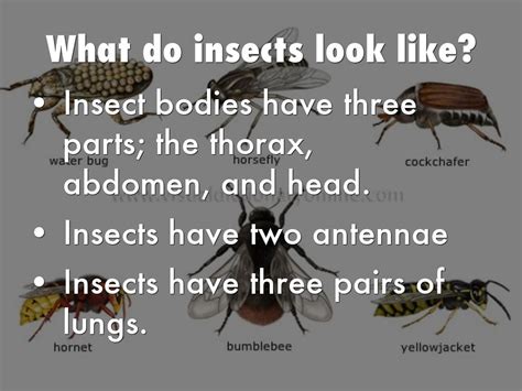 All About Insects By Mollie Bachmann