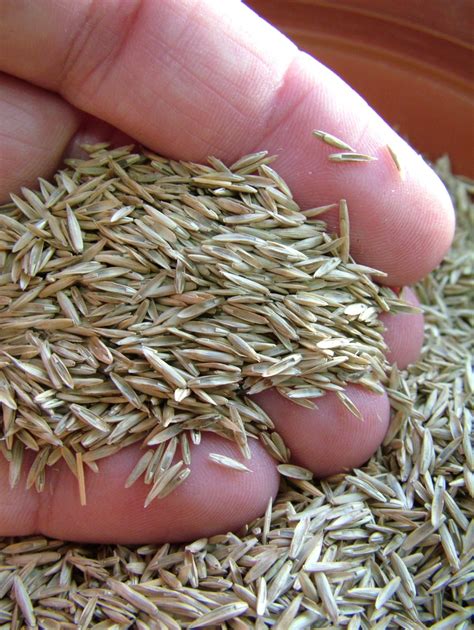 What You Need To Know About Grass Seed Turfcareblog