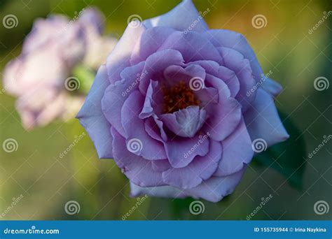 Pink And Purple Roses Bloom In The Rose Garden On The Background Of