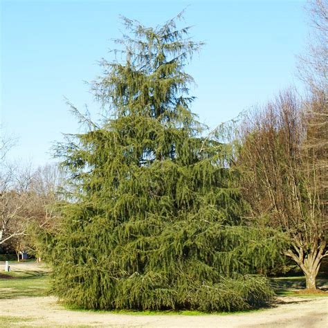 Deodar Cedar Trees for Sale | BrighterBlooms.com