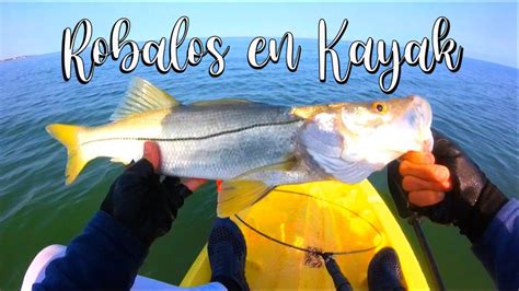 🛶 Robalos En El Kayak Dia De Muchas Capturas Pesca En 𝙆𝘼𝙔𝘼𝙆