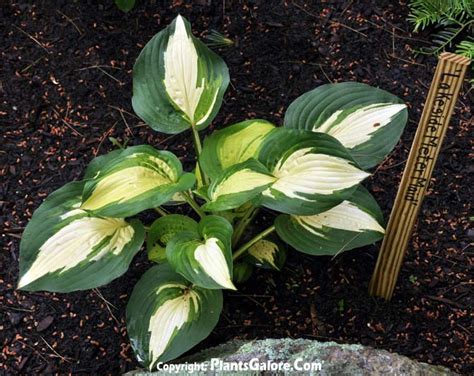 Hosta Lakeside Meter Maid From The Hosta Helper Presented By
