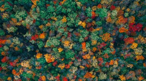 Download Wallpaper 1920x1080 Forest Trees Aerial View