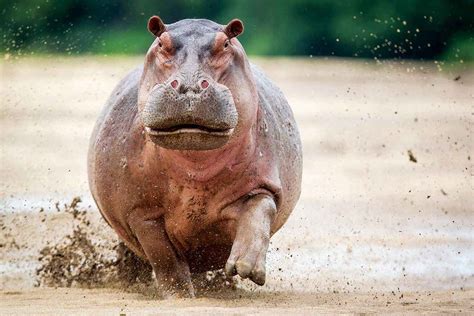 Zambia To Push Ahead With Controversial Plan To Cull 2000 Hippos New