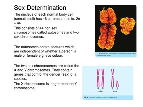 Ppt Chapter 17 Genetic Crosses Powerpoint Presentation Free