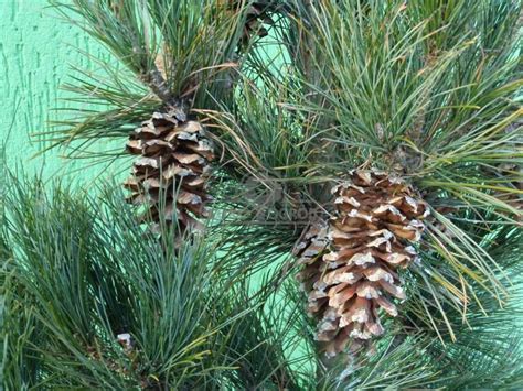 Sosna Limba Compacta Glauca Pinus Cembra Compacta Glauca Sklep